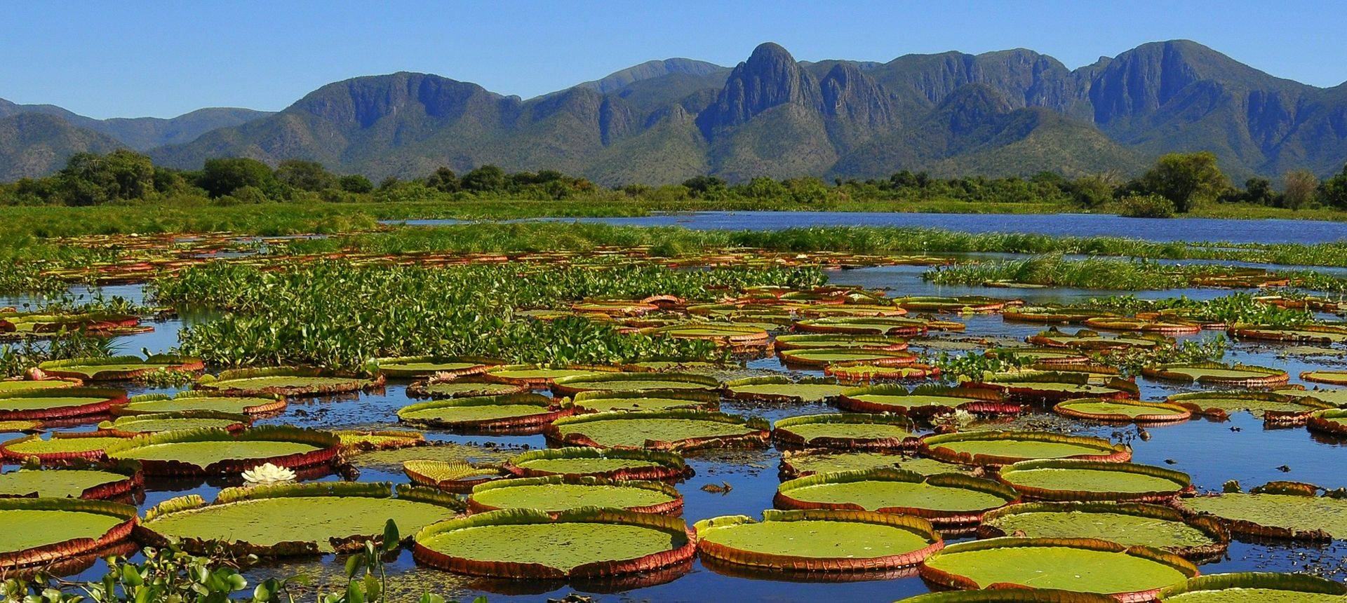 Giant Water Lilies, Pantanal National Park, Brazil Shutterstock 1115839766