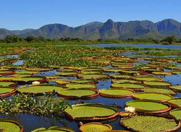 Brazil - A Wildlife Cruise to the remote Pantanal National Park