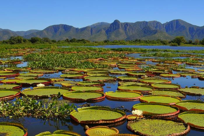 Giant Water Lilies, Pantanal National Park, Brazil Shutterstock 1115839766
