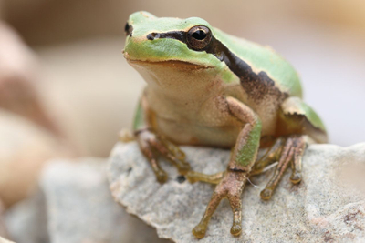 Stripeless Tree Frog (Hyla meridionalis)