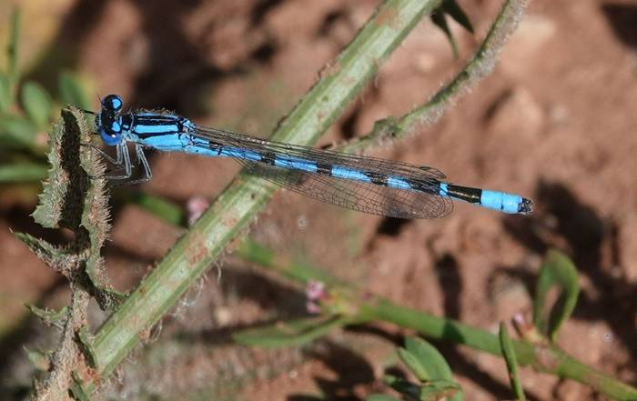 Common Blue Damselfly © Martin Pitt, June 2026 tour.JPG