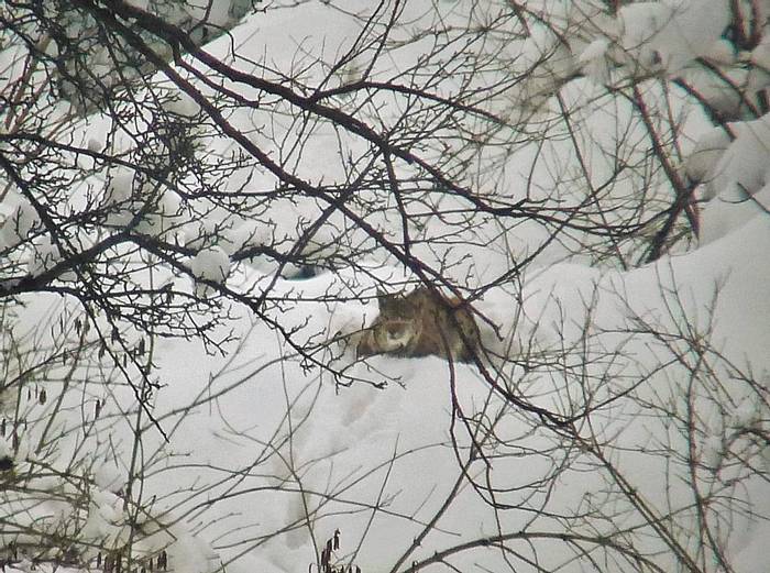 Daytime Lynx sighting