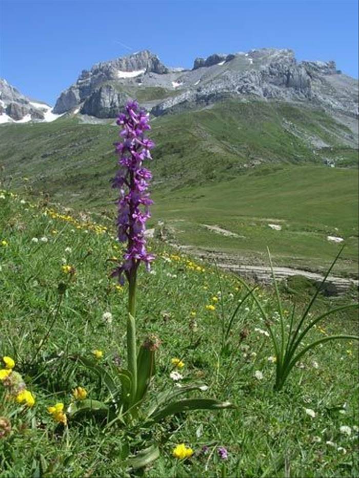 Orchis ovalis - Early Purple Orchid (Toby Abrehart)