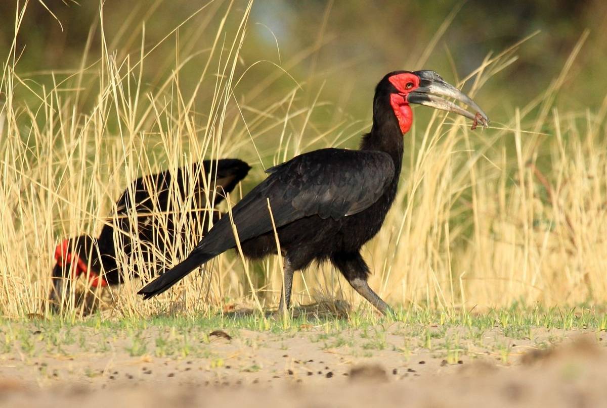 Ground Hornbill (Nick Scarle)