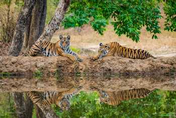 Tigers, Bandhavgarh National Park, India shutterstock_687273691.jpg