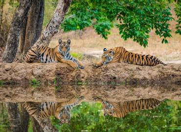 India's Wildlife - A Photography Tour