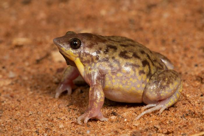 Shovel-nosed Frog (Hemisus marmoratus) © Tyrone Ping 2022