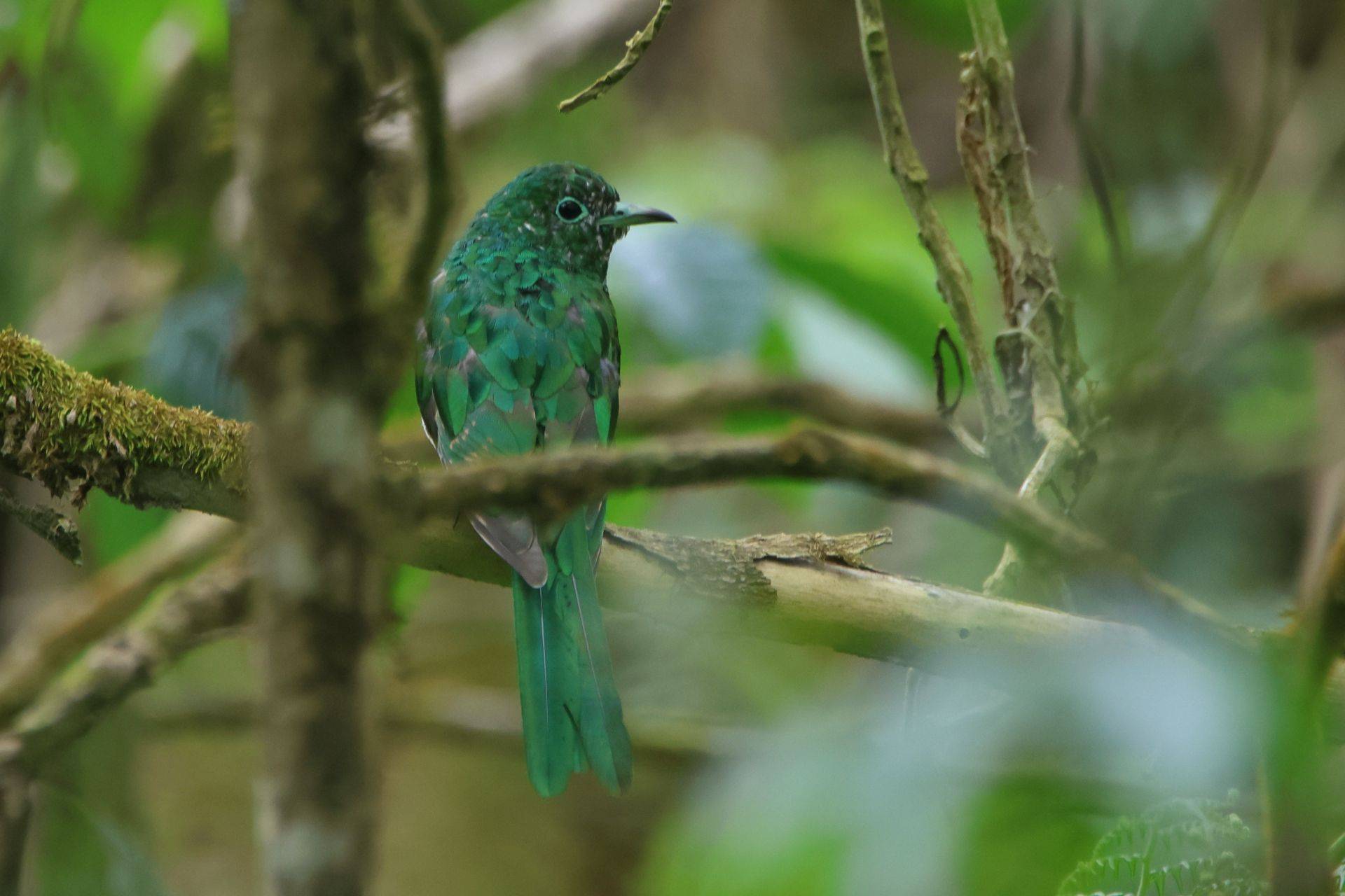Ethiopia's Endemic Birds & Mammals – a Gallery