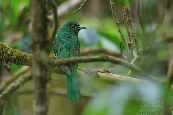 African Emerald Cuckoo © Tim Young, November 2025 tour.JPG