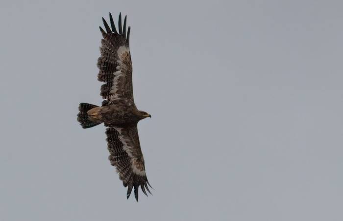 Steppe Eagle © Chris Griffin, May 2025