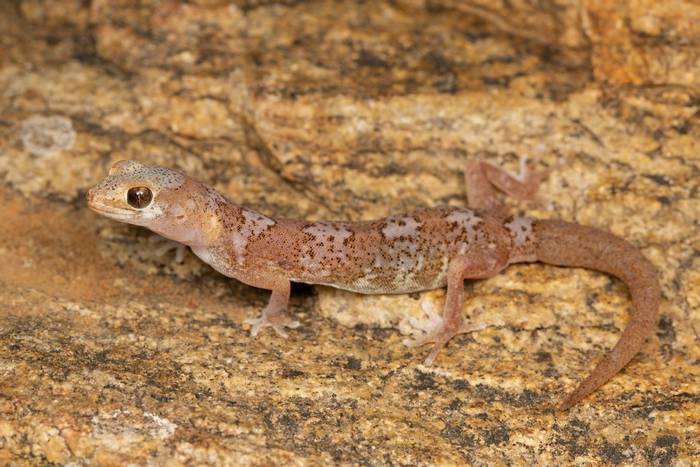 Quartz Gecko (Pachydactylus latirostris) © Tyrone Ping