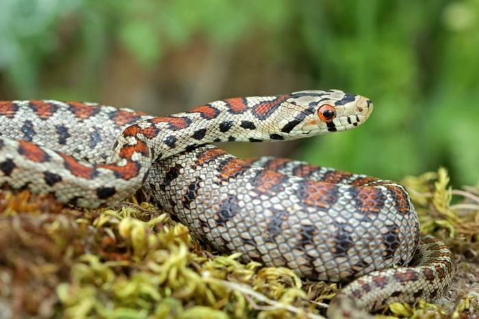 Leopard Snake (Zamenis situla) © Bobby Bok