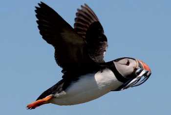 Fair Isle - Puffin (FIBO).jpg