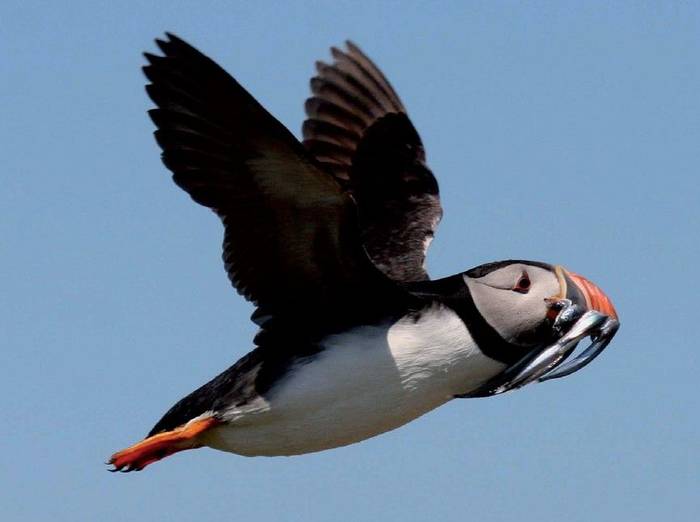 Fair Isle - Puffin (FIBO).jpg