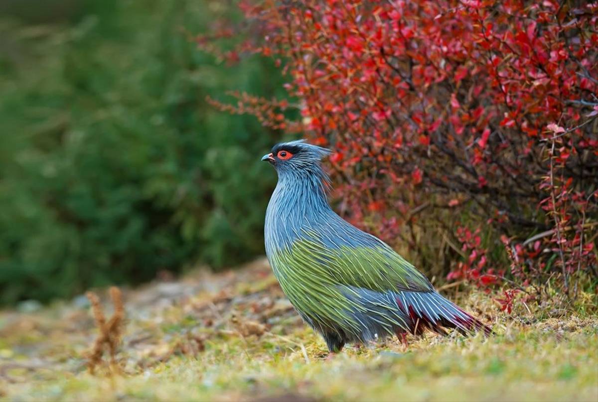 Blood Pheasant, Nepal Shutterstock 505055539