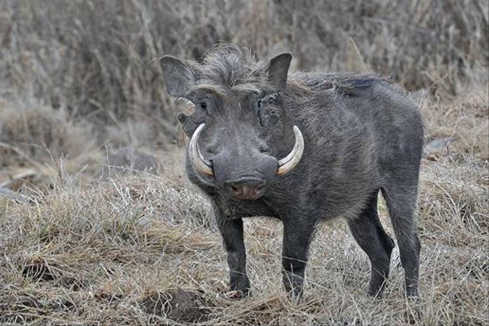Warthog, Gaysay Grasslands (Tim Melling)