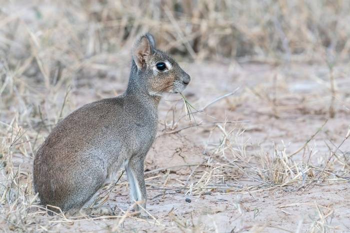 Chacoan Mara, Paraguay shutterstock_2194770411.jpg