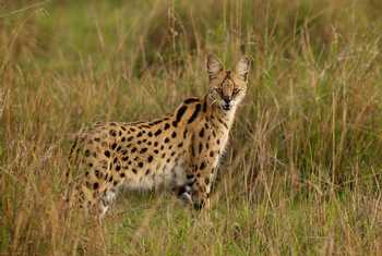 Serval, southern Africa shutterstock_289493381.jpg