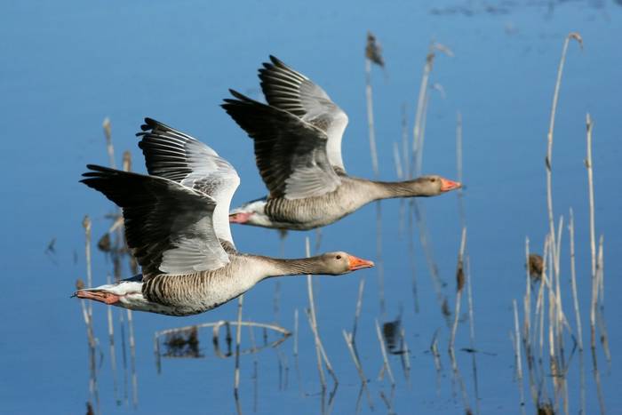 Greylag Geese. shutterstock_168488099.jpg
