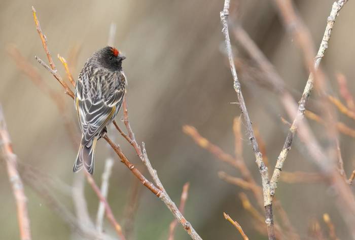 Red-fronted Serin © Chris Griffin, April 2024