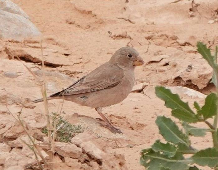 Trumpeter Finch © Martin Pitt, January 2025 tour