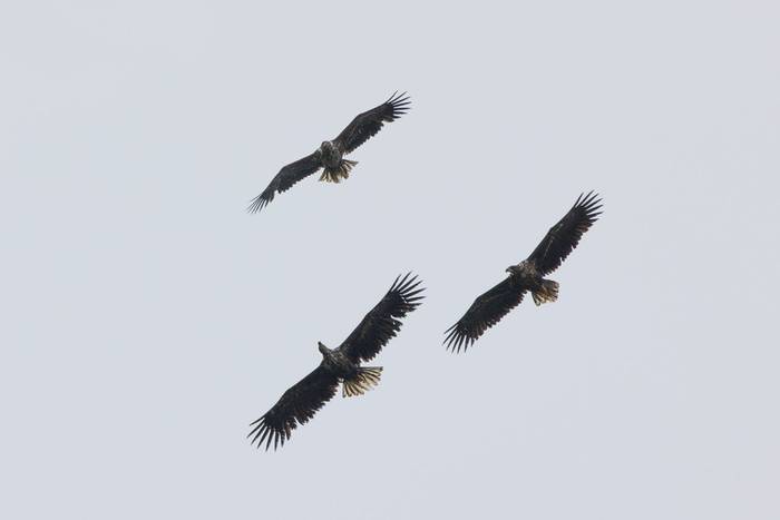 White-tailed Eagles (Sara Frost).jpg
