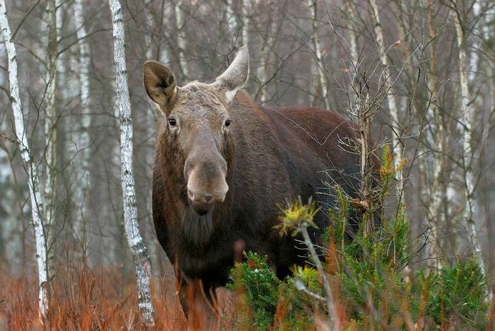 Moose, Poland Shutterstock 1076330543