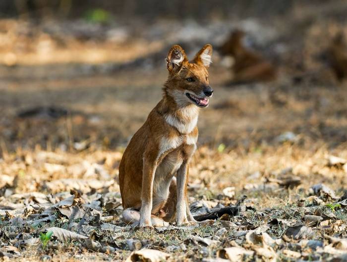 Dhole © Connell