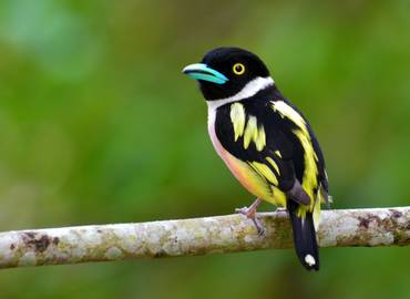Malaysia's Highlights - A Birdwatching Tour