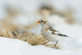 Snow Bunting shutterstock_280836632.jpg