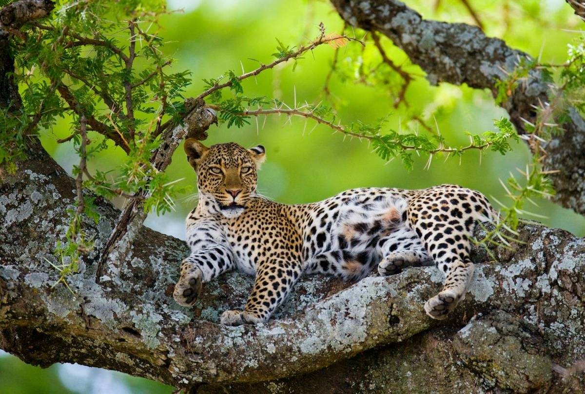 Zambia (Leopard)
