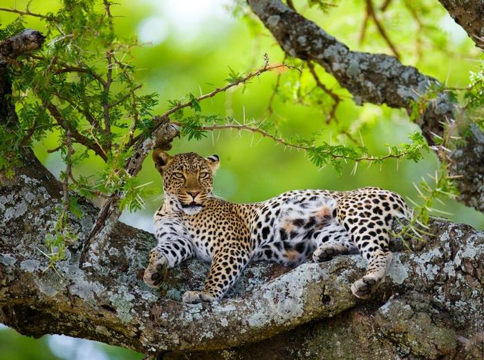 Zambia (Leopard)