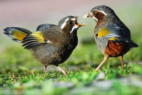 White-Whiskered Laughing Thrush (Richard Foster)