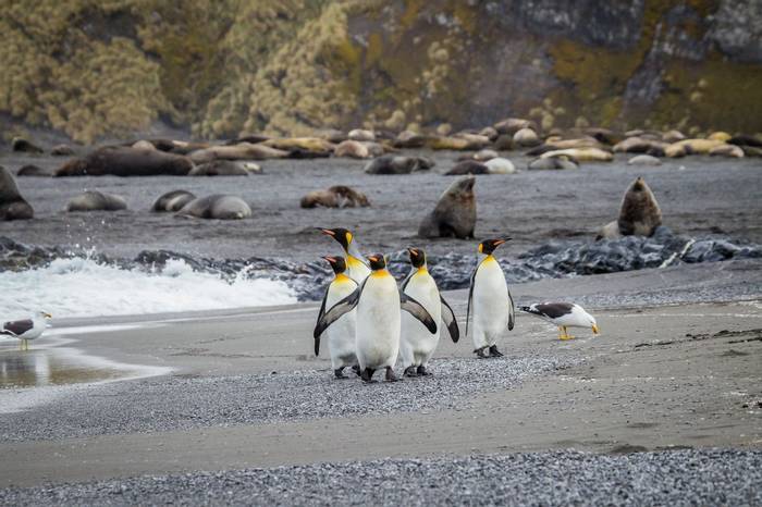 King Penguins, Falkland Islands Shutterstock 243587215