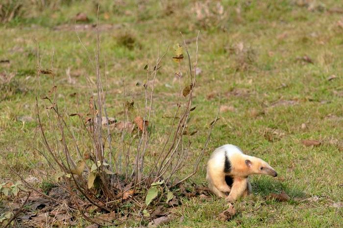 Southern Tamandua