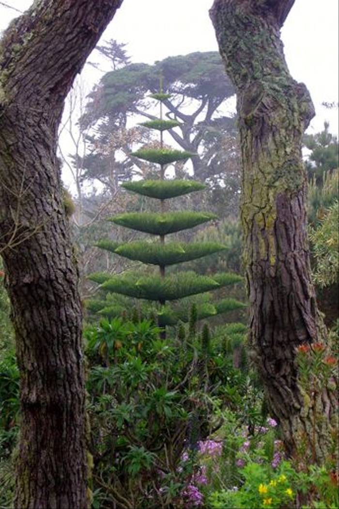 Araucaria heterphylla, Norfolk Island Pine (Dawn Nelson)