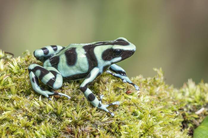 Black and Green Poison Dart Frog, Laguna de Lagarto, Costa Rica, 3 April 2022, KEVIN ELSBY FRPS.jpg