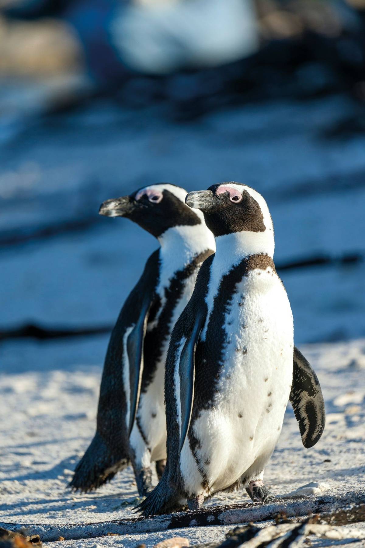 African penguin (Spheniscus demersus), or Cape penguin or South African penguin. Stony Point Nature Reserve. Betty's Bay.  W…
