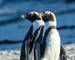 African penguin (Spheniscus demersus), or Cape penguin or South African penguin. Stony Point Nature Reserve. Betty's Bay.  W…