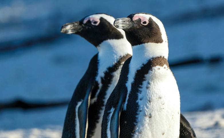 African penguin (Spheniscus demersus), or Cape penguin or South African penguin. Stony Point Nature Reserve. Betty's Bay.  W…