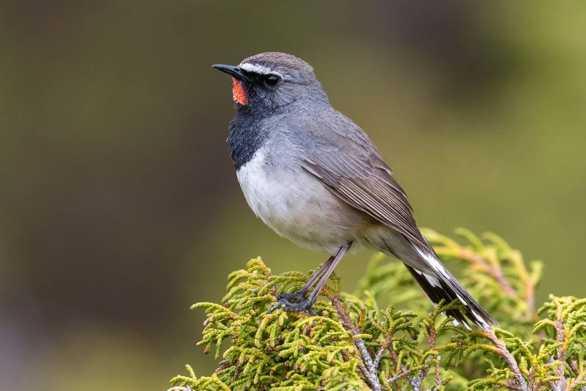 White-tailed Rubythroat, Kazakhstan shutterstock_1643802658.jpg