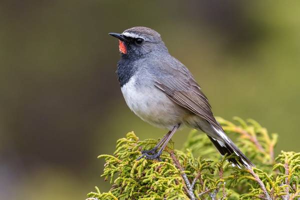 White-tailed Rubythroat, Kazakhstan shutterstock_1643802658.jpg