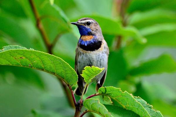 Bluethroat Shutterstock 1315324802