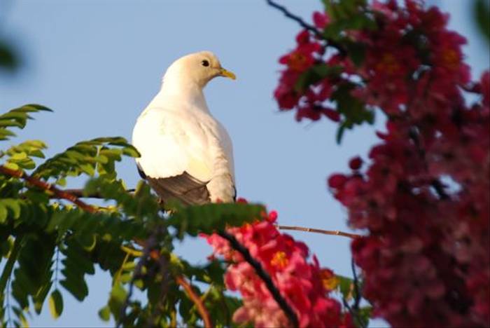 Pied Imperial Pigeon (Andrew Rest)