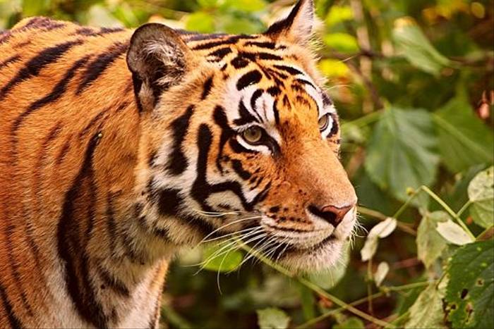 Bengal Tiger, Kanha (Graham Cutts)