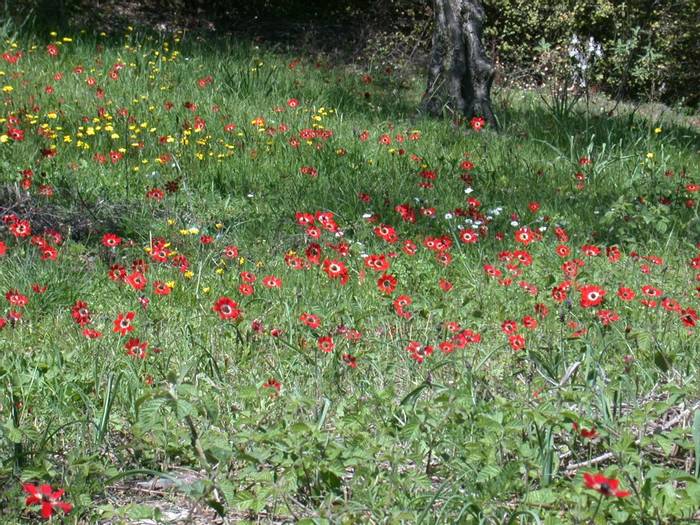 Peacock Anemones in olive orchard.JPG