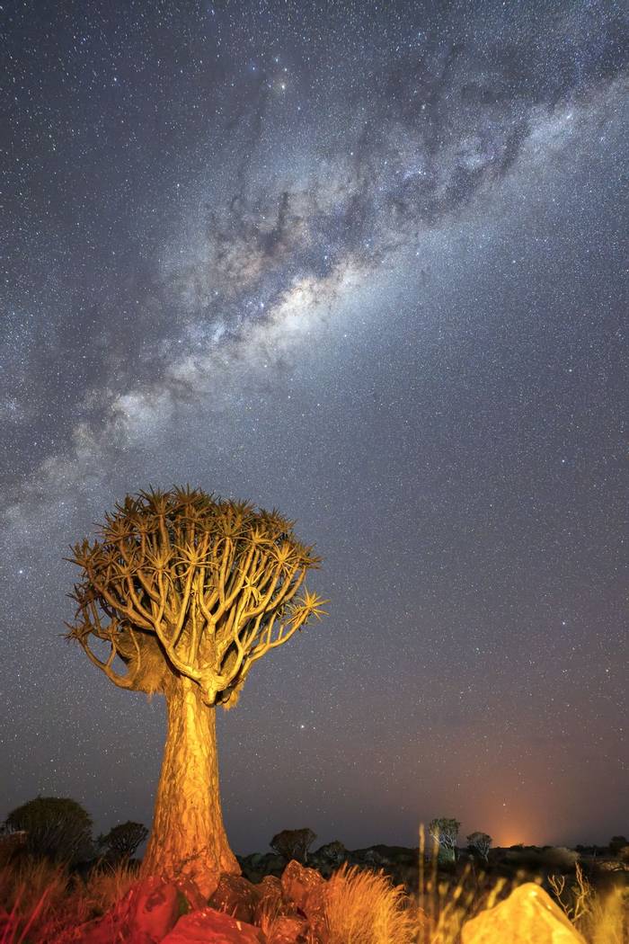Quiver Tree and Milky Way by K Elsby.jpg