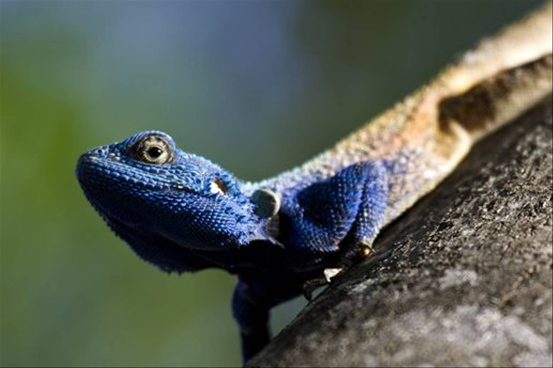 South Africa - Reptiles, Amphibians & other Wildlife - Naturetrek