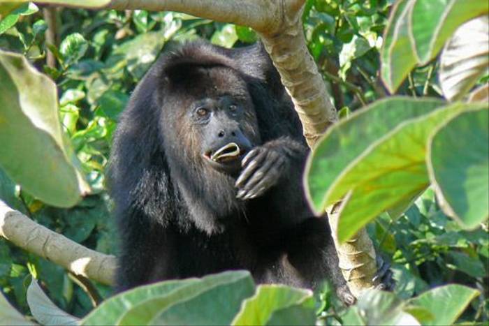 Yucatan Black Howler Monkey (Peter Dunn)