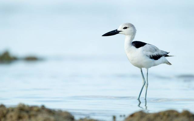 Crab-plover shutterstock_791850589.jpg